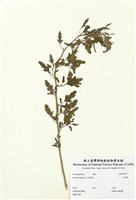 藏品(毛地膚)的圖片